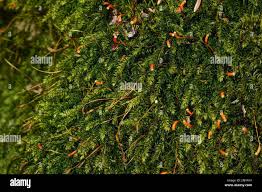 Attēlu rezultāti vaicājumam “Campylium protensum sporophyte”