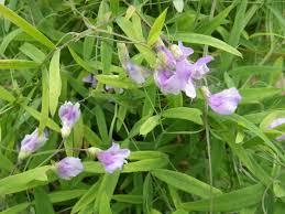 Attēlu rezultāti vaicājumam “Lathyrus palustris flower”