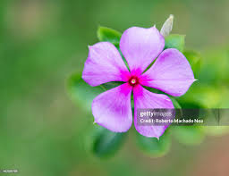 Attēlu rezultāti vaicājumam “Silene viscaria”