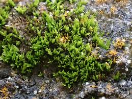 Attēlu rezultāti vaicājumam “Gyroweisia tenuis”