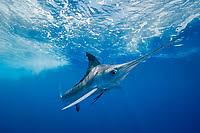 Image result for Kajikia albida