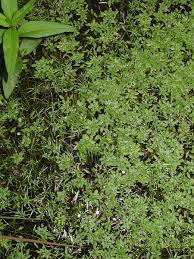 Attēlu rezultāti vaicājumam “Callitrichaceae”