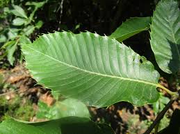Attēlu rezultāti vaicājumam “Castanea sativa  leaf”