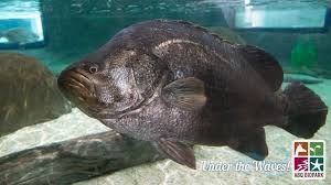 Image result for Lobotes surinamensis