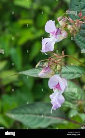 Attēlu rezultāti vaicājumam “Impatiens glandulifera flower”