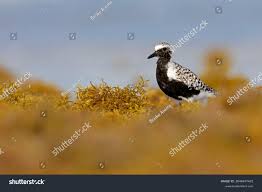 Attēlu rezultāti vaicājumam “Pluvialis squatarola adult”