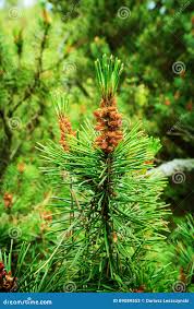 Attēlu rezultāti vaicājumam “Pinus pumila male flower”