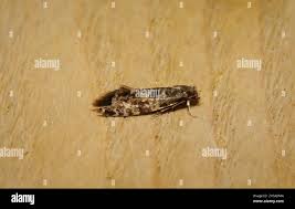 Attēlu rezultāti vaicājumam “Nemapogon cloacella”