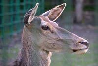 Attēlu rezultāti vaicājumam “Cervus elaphus”