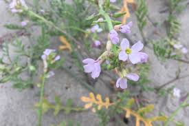 Attēlu rezultāti vaicājumam “Cakile maritima subsp. baltica flower”