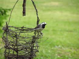 Attēlu rezultāti vaicājumam “Motacilla alba nest”