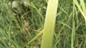 Attēlu rezultāti vaicājumam “Typha angustifolia  leaf”