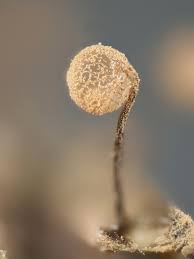 Attēlu rezultāti vaicājumam “Craterium sp.”