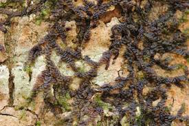 Attēlu rezultāti vaicājumam “Frullania dilatata”