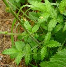 Attēlu rezultāti vaicājumam “Agrimonia eupatoria leaf”