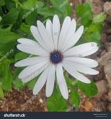 Image result for Dimorphotheca pluvialis