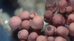 Attēlu rezultāti vaicājumam “Arcyria helvetica young”