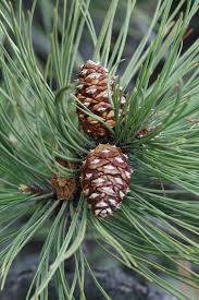 Attēlu rezultāti vaicājumam “Pinus ponderosa fruit”