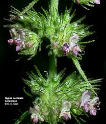 Attēlu rezultāti vaicājumam “Labiatae”