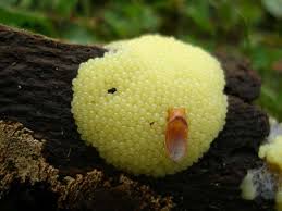 Attēlu rezultāti vaicājumam “Stemonitis flavogenita”