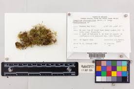 Attēlu rezultāti vaicājumam “Campylium chrysophyllum”