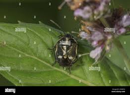 Attēlu rezultāti vaicājumam “Eurydema oleracea imago”