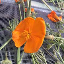 Attēlu rezultāti vaicājumam “Eschscholzia californica fruit”