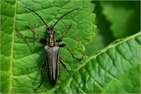 Attēlu rezultāti vaicājumam “Stenocorus meridianus”