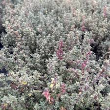 Image result for Thymus vulgaris