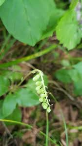 Attēlu rezultāti vaicājumam “Orthilia secunda flower”
