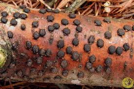 Attēlu rezultāti vaicājumam “Diatrype disciformis”