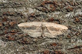 Attēlu rezultāti vaicājumam “Horisme vitalbata”