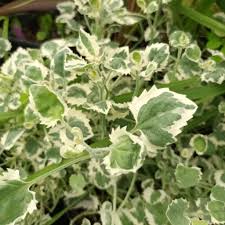 Image result for Campanula isophylla