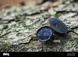 Attēlu rezultāti vaicājumam “Bulgaria inquinans”