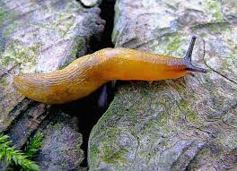 Attēlu rezultāti vaicājumam “Malacolimax tenellus”