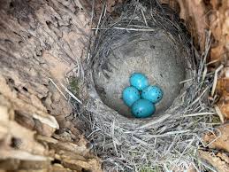 Attēlu rezultāti vaicājumam “Erithacus rubecula eggs”