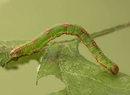 Attēlu rezultāti vaicājumam “Eupithecia exiguata”