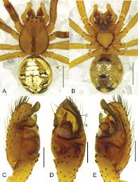 Attēlu rezultāti vaicājumam “Phylloneta sp.”