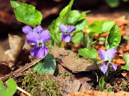 Image result for Veilchen