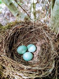 Attēlu rezultāti vaicājumam “Turdus merula eggs”
