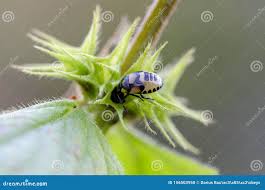 Attēlu rezultāti vaicājumam “Tritomegas bicolor nymph”
