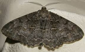 Attēlu rezultāti vaicājumam “Alcis repandata”