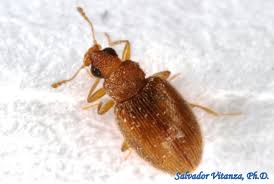 Attēlu rezultāti vaicājumam “Latridiidae”