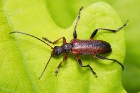 Attēlu rezultāti vaicājumam “Cortodera femorata”