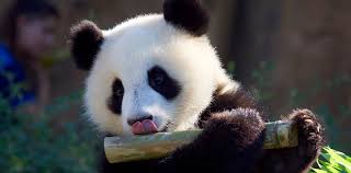 Résultat de recherche d'images pour "pandas"