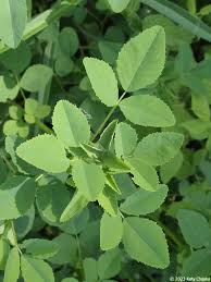 Attēlu rezultāti vaicājumam “Melilotus albus”