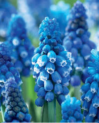 Attēlu rezultāti vaicājumam “Muscari armeniacum flower”