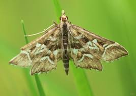 Attēlu rezultāti vaicājumam “Diasemia reticularis”