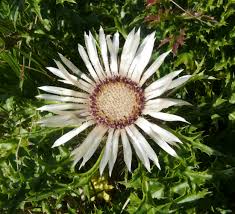 Attēlu rezultāti vaicājumam “Carlina vulgaris flower”