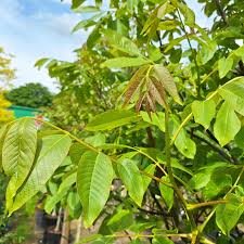 Attēlu rezultāti vaicājumam “Juglans regia leaf”